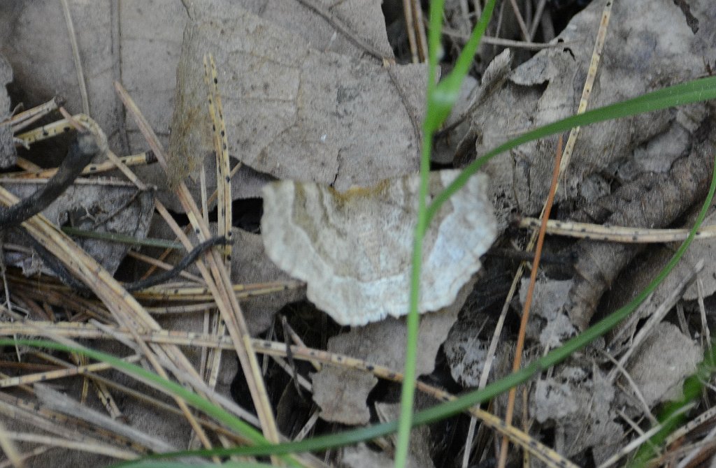 054 2013-06052258 Harvard, MA.JPG - Refracted Metarranthis Moth (Metarranthis refractaria). Oxbow National Wildlife Refuge, MA, 6-5-2013